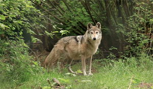 Alan Lacy - Gray Area: Wolves of the Southwest