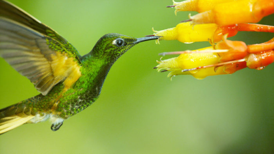 Nature's Super Hummingbirds