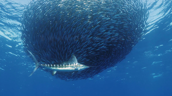 Ireland Wildlife Film Festival 2020 - Swords and Fangs