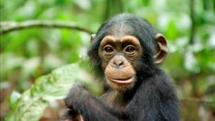 Chimpanzee