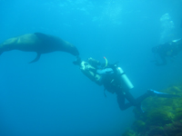 NHNZ Moving Images