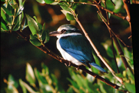Yusuf Thakur - Female White Collard Kingfisher on Hunting Perch