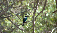 Yusuf Thakur - Male White Collard Kingfisher trying to sight prey